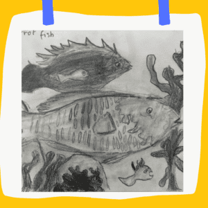 Parrot fish pencil drawing