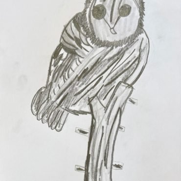 black and white drawing Owl